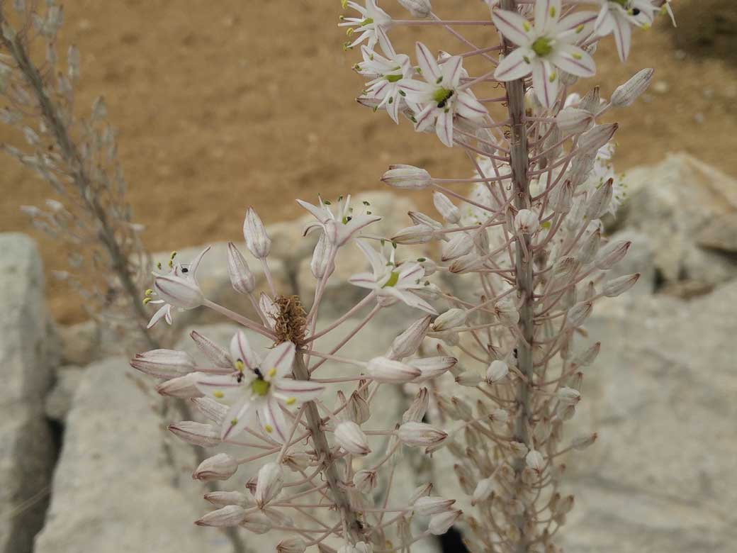 Flower in Malta