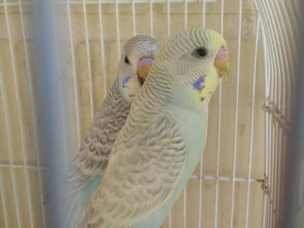 Malta WildLife Park Parrots