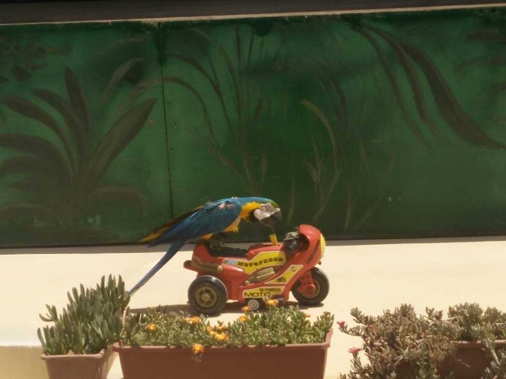 Malta WildLife Park parrot riding a bike